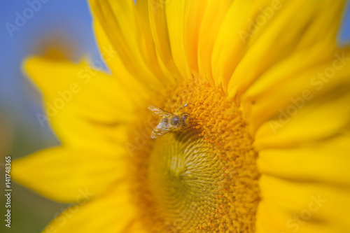 We can see a yellow sunflower which is enjoying the sunshine and the heat. It is blossoming in the summer. There is one bumblebee collecting nectar. 