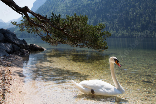 swan lake photo