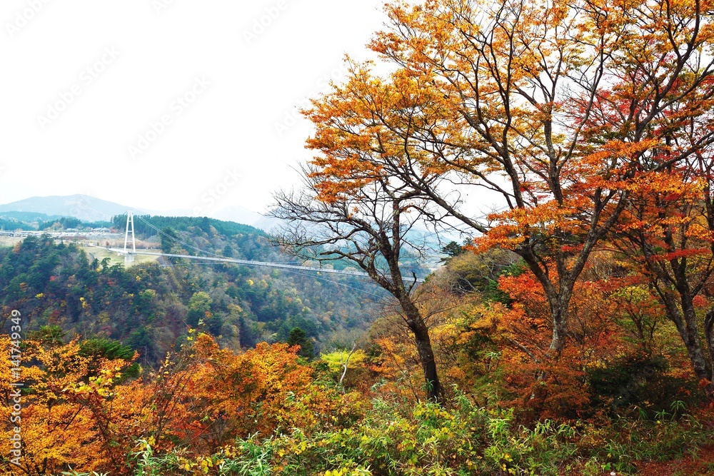 九重町の大吊橋と紅葉