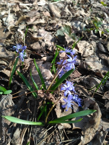 flower