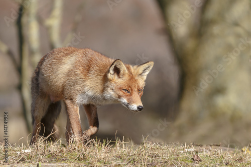 Red fox in nature on a sunny spring day   © Menno Schaefer