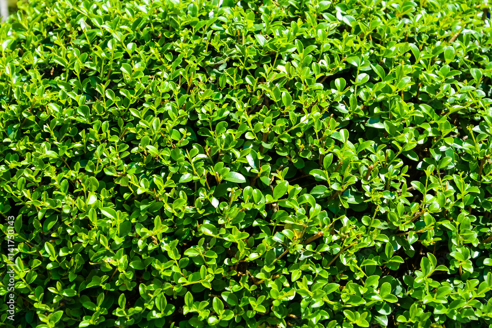 Green background texture of a young green boxwood Green background texture of a young green boxwood