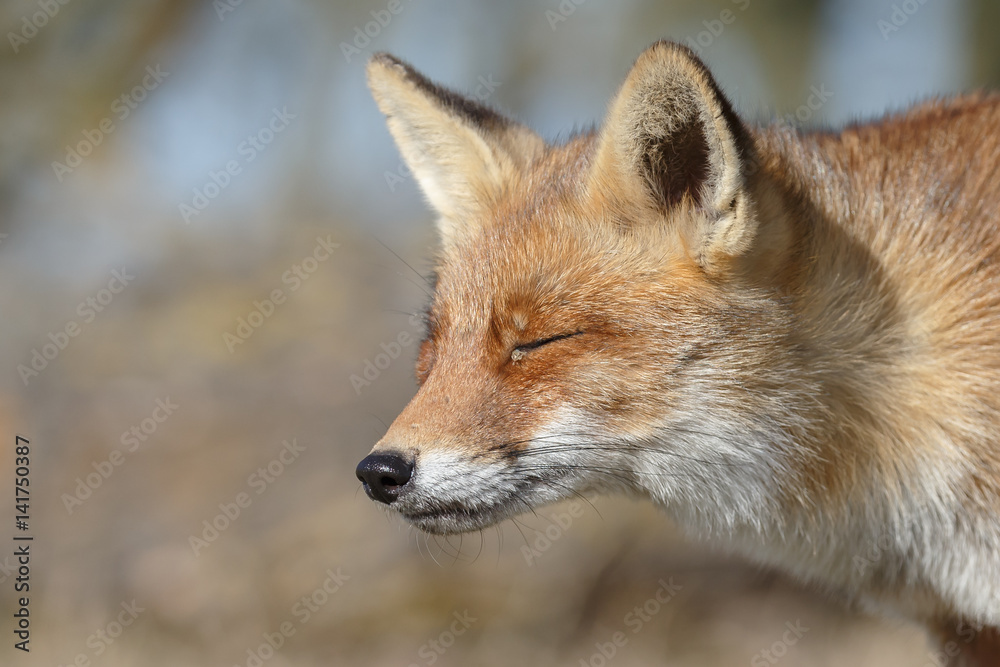 Red fox in nature on a sunny spring day
