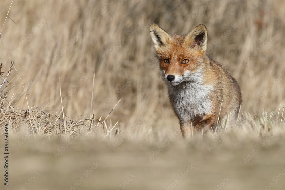 Red fox in nature on a sunny spring day
Red fox in nature on a sunny spring day