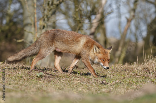Red fox in nature on a sunny spring day
