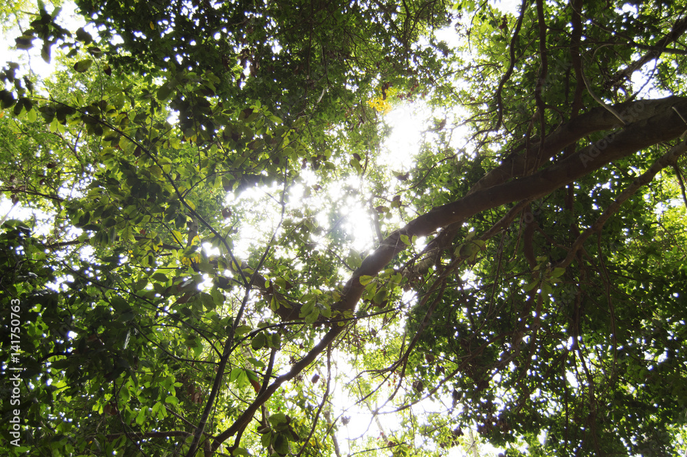 The Sun Peeks Through The Treetops Stock Foto Adobe Stock