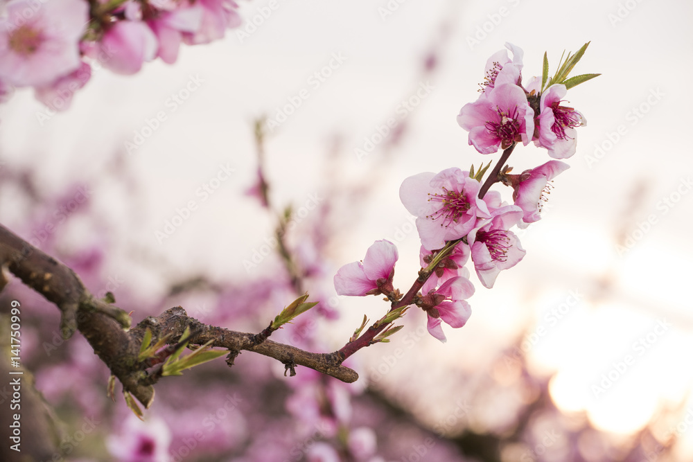 Peach trees in bloom in spring, detail, closeup
Peach trees in bloom in spring, detail, closeup