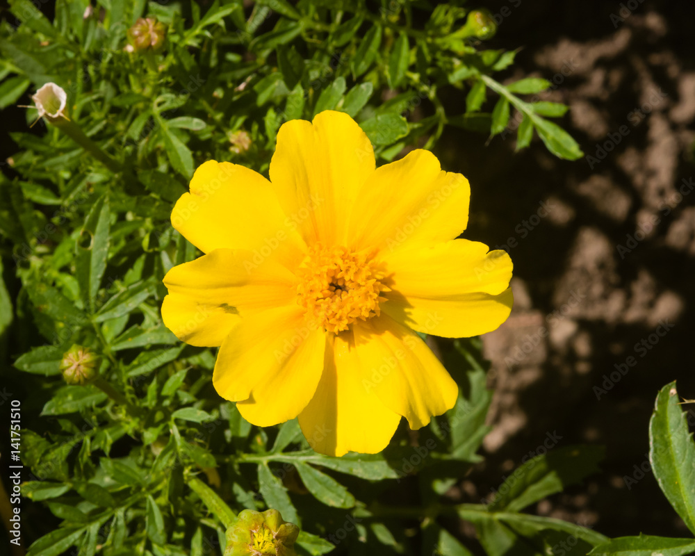 Yellow flower of Youth-and-age, Zinnia elegans, close-up, selective focus, shallow DOF Yellow flower of Youth-and-age, Zinnia elegans, close-up, selective focus, shallow DOF