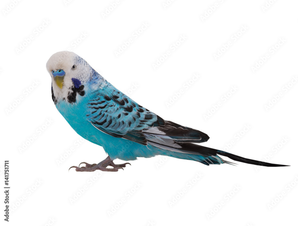 Fototapeta premium budgie