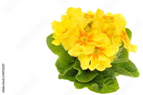 Beautiful fresh yellow primula flower with on white background, left you can write some text.