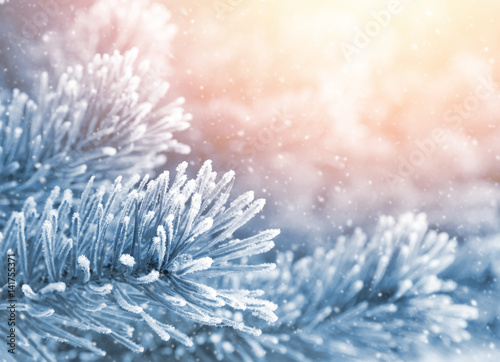Winter bright background. Branches of pine covered with frost in the sun