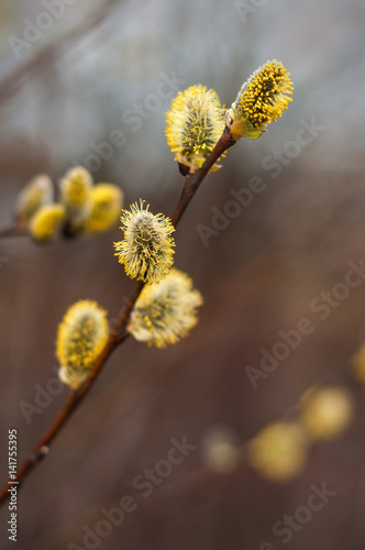 Willow branches with buds. Early spring forest blooms with willow tree flowers and bumblebee. Symbol of Easter. Flowering tree in spring. Yellow catkins after rain. 