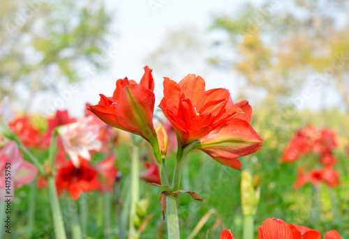 Fototapeta Naklejka Na Ścianę i Meble -  Hippeastrum Amaryllis red flowers