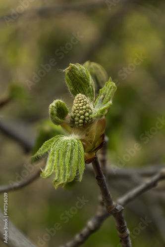 Marronnier au printemps