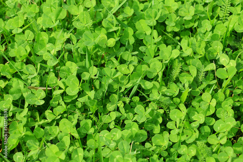 Leaf clover background