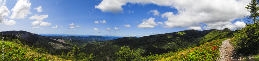 Replanted Forest in the Cascades with Trail Panorama