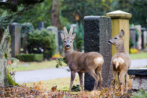 Rehe am Grabstein