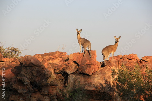 Small Antelope (Steenbok) on Rock in Sunlight photo