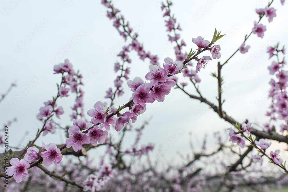Peach trees in bloom in spring, detail, closeup
