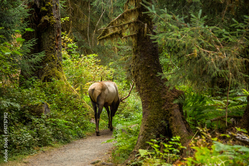 Elk, Hoh Rainforest, Washington