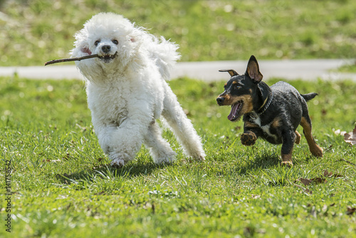 Beautiful two dogs