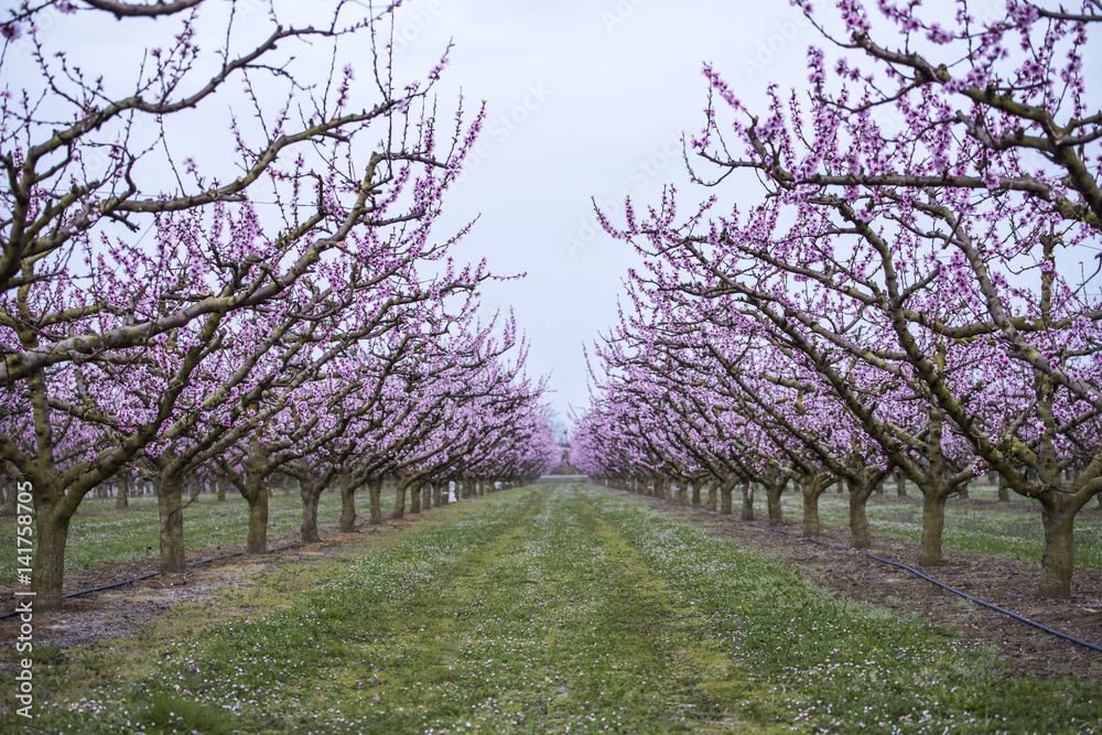 Obraz premium Magnificent field of peach trees in bloom