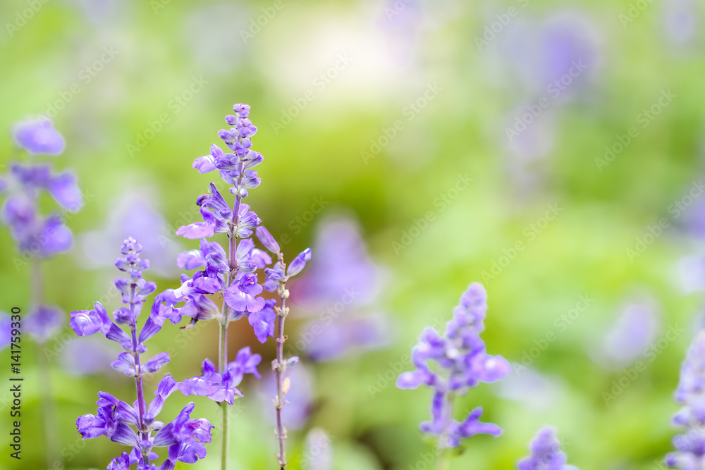 Closeup blue salvia flower meadow in the garden Closeup blue salvia flower meadow in the garden