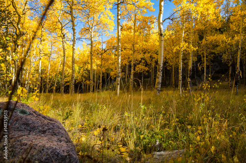 Aspens in Fall, Pikes Peak Colorado