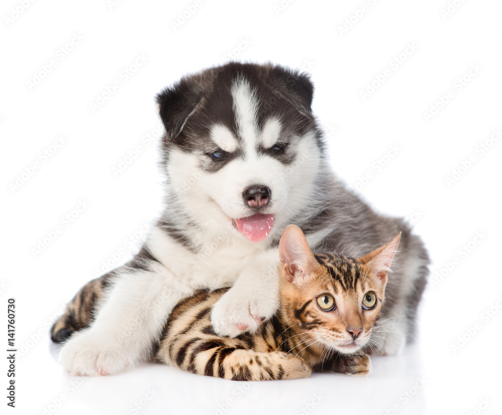 Siberian Husky dog embracing bengal cat. focus on cat. isolated on white background Siberian Husky dog embracing bengal cat. focus on cat. isolated on white background