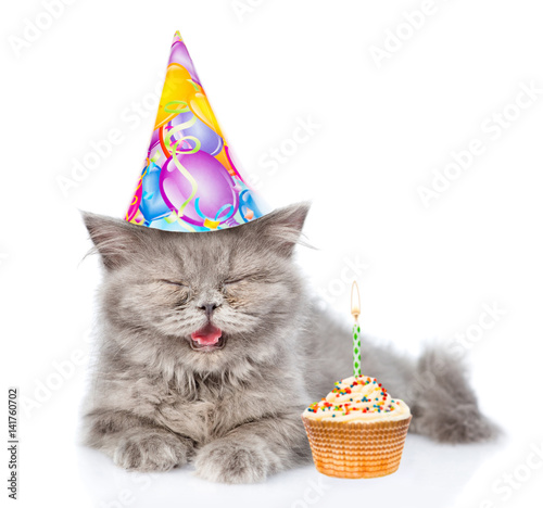 Fotografie Happy Scottish highlander cat in birthday hat