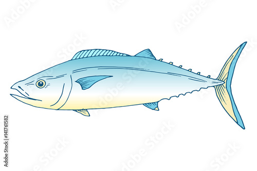 Vector tuna fish hand drawn illustration. Ink outlines and gradient colored sketch with marine animal swimming in the ocean
