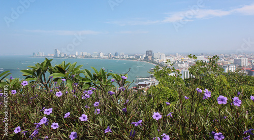 Lilac flowers against the background of the Gulf of Siam.Pattaya.Tayland photo