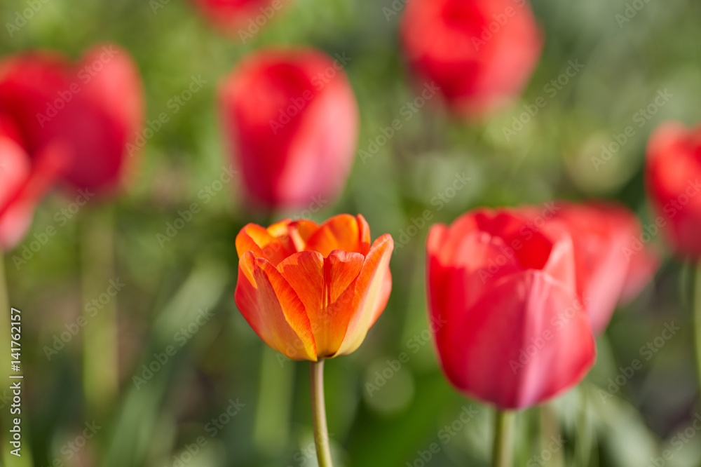 Fototapeta premium Spring tulips on the meadow under sun rays