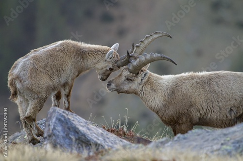 Alpine ibex touching head at Stelvio National Park