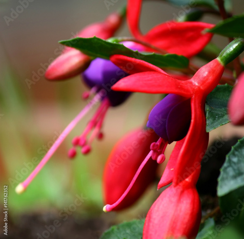 'fucsia in fiore' photo