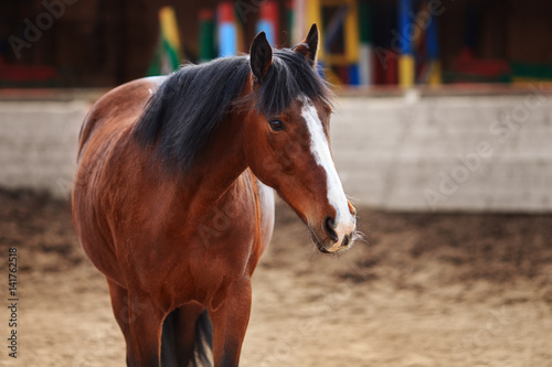 Portrait of Bay horse in the arena © bagicat