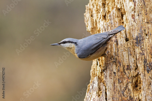 Adamello Natural Park,Lombardy,Italy.Woodpecker muretore
