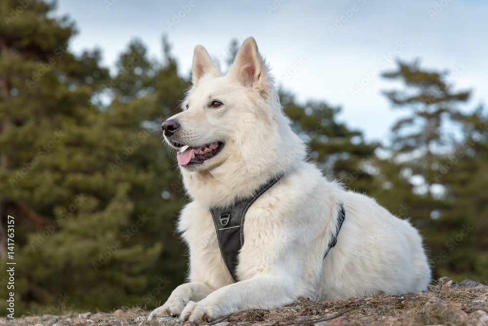 Obraz premium White swiss shepherd