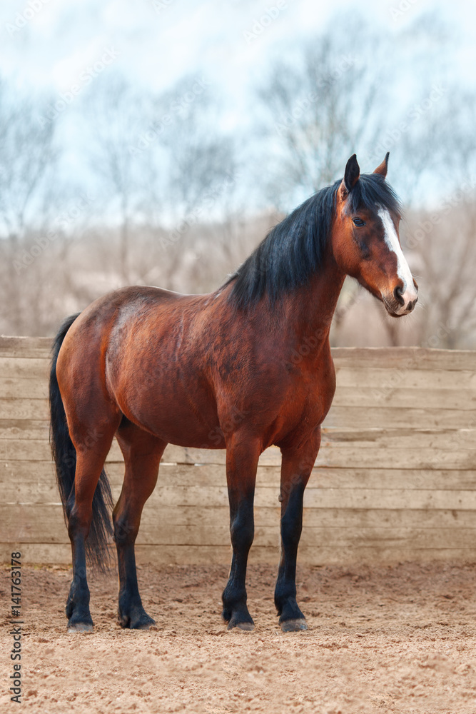 Fototapeta premium Koń gniady stoi na arenie