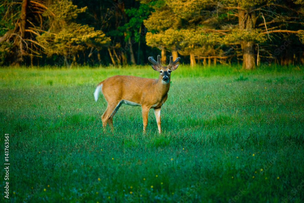 Fototapeta premium Young Deer in Green Meadow