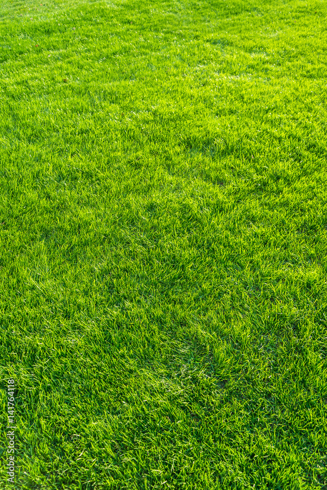 Φωτογραφία Afternoon green natural lawn - 午後の天然芝　縦