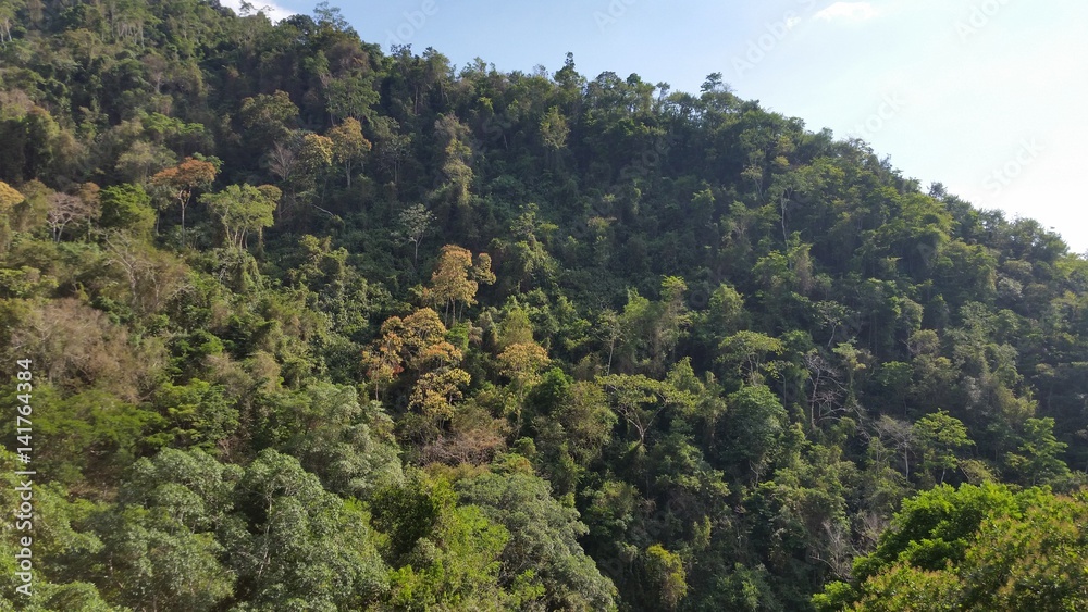 Costa Rica Forest Dry Season