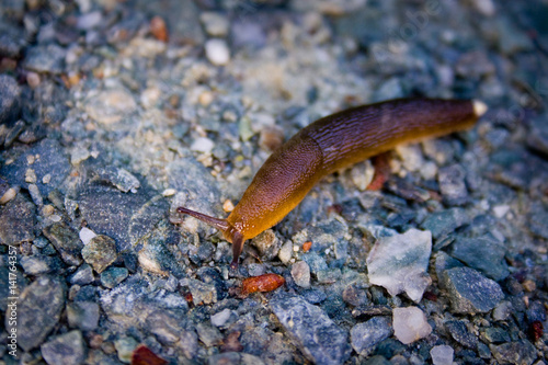 Slug on Ground