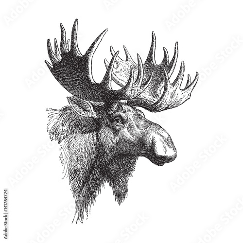 Moose or Eurasian elk (Alces alces) / vintage illustration 