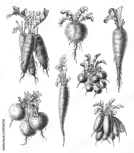 Set of radish and carrot - vegetable / vintage illustration