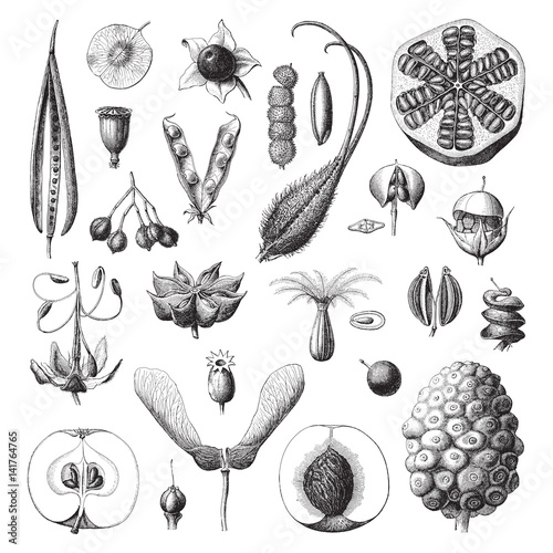 Collection of plant seeds / vintage illustration 
