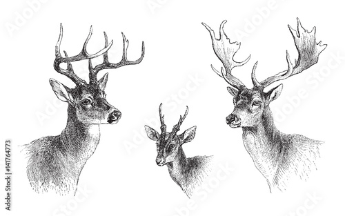 left Common or Virginian Deer (Cervus virginianus), middle Common muntjac (Cervulus Muntjac), right Fallow Deer (Dama vulgaris) / vintage illustration photo
