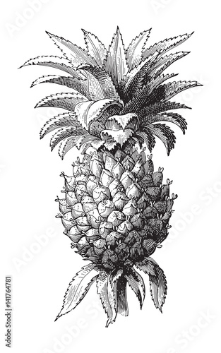 Pineapple (Ananas comosus) / vintage illustration