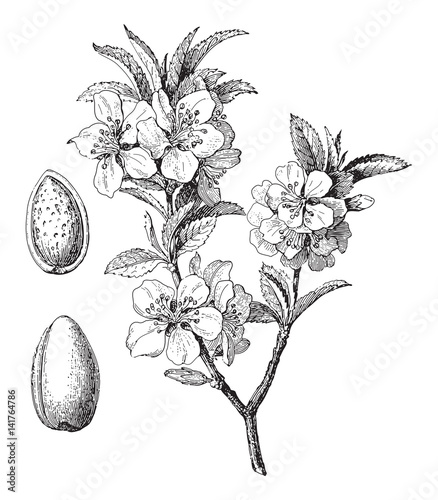 Obraz na płótnie Almond (Prunus dulcis) / vintage illustration