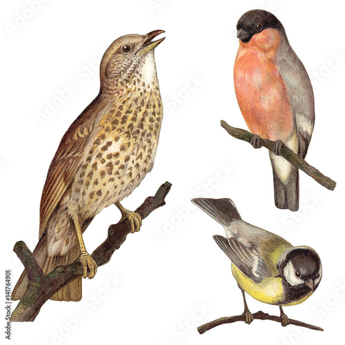 Bird collection - Redwing (Turdus iliacus), Bullfinch (Pyrrhula europaea), Great Tit (Parus major) / vintage illustration  photo